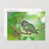 Hummingvogel Briefkaart (Voorkant / Achterkant)