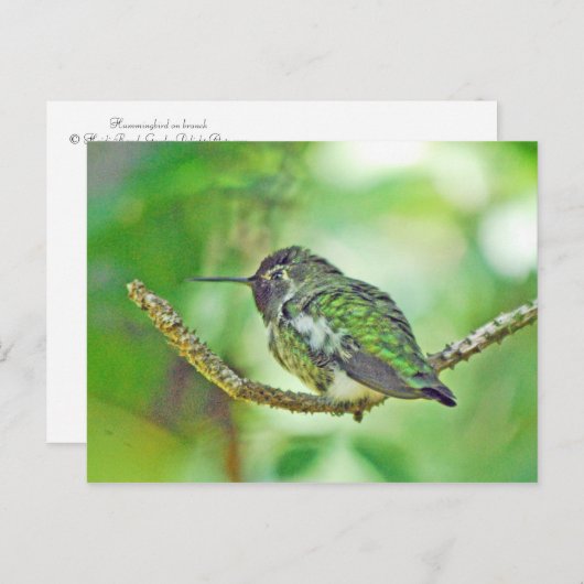 Hummingvogel Briefkaart (Voorkant / Achterkant)