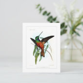 Hummingvogel Briefkaart (Staand voorkant)