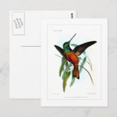 Hummingvogel Briefkaart (Voorkant / Achterkant)