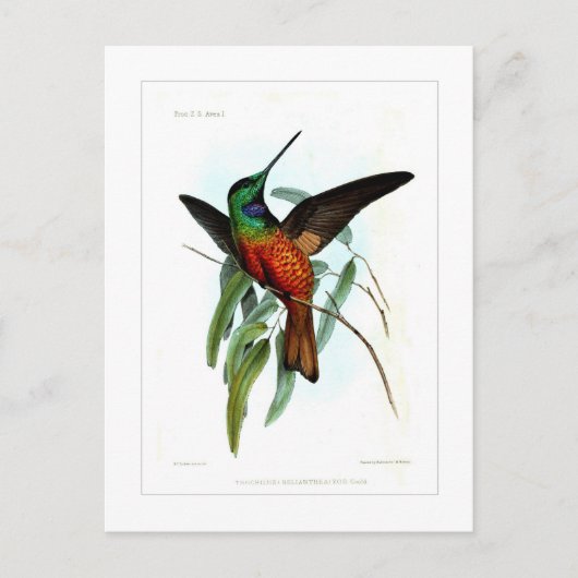 Hummingvogel Briefkaart (Voorkant)