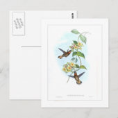 Hummingvogel Briefkaart (Voorkant / Achterkant)