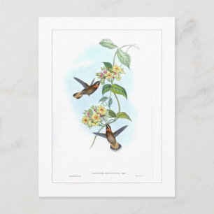 Hummingvogel Briefkaart