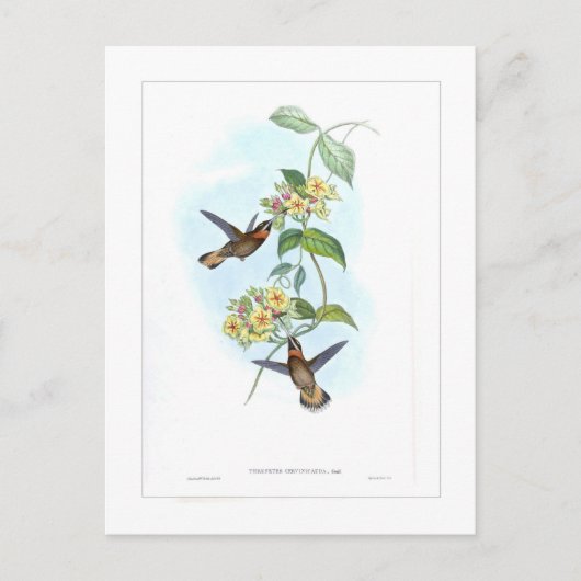 Hummingvogel Briefkaart (Voorkant)
