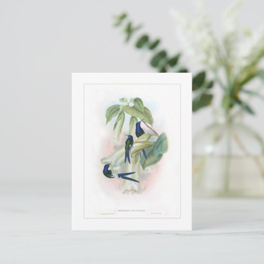 Hummingvogel Briefkaart (Staand voorkant)