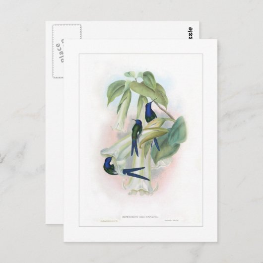 Hummingvogel Briefkaart (Voorkant / Achterkant)