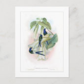 Hummingvogel Briefkaart (Voorkant)