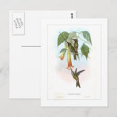 Hummingvogel Briefkaart (Voorkant / Achterkant)