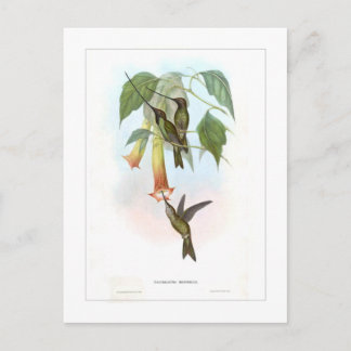 Hummingvogel Briefkaart