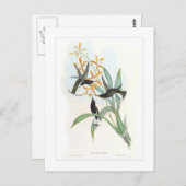 Hummingvogel Briefkaart (Voorkant / Achterkant)