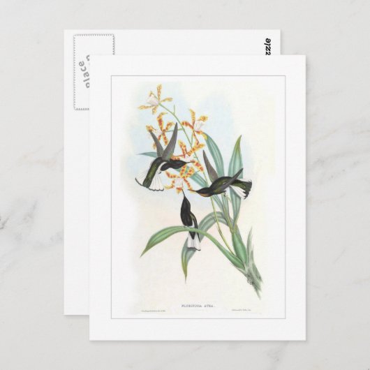 Hummingvogel Briefkaart (Voorkant / Achterkant)