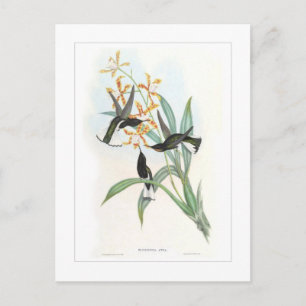 Hummingvogel Briefkaart