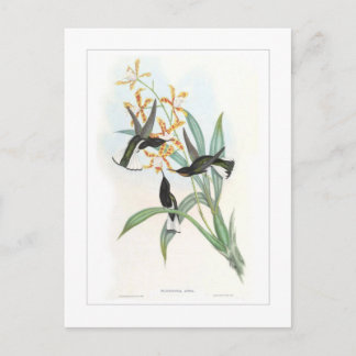 Hummingvogel Briefkaart
