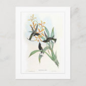 Hummingvogel Briefkaart (Voorkant)