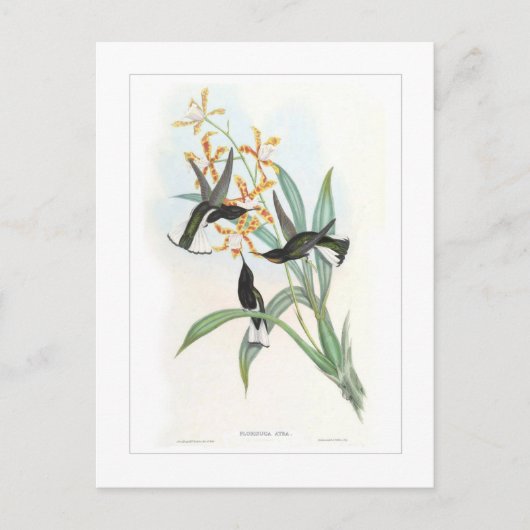 Hummingvogel Briefkaart (Voorkant)