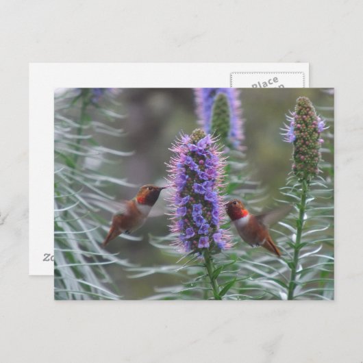 Hummingvogel Briefkaart (Voorkant / Achterkant)