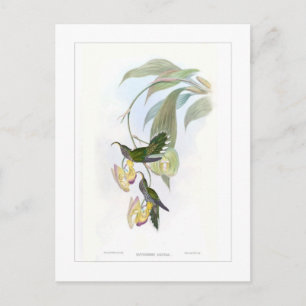 Hummingvogel Briefkaart