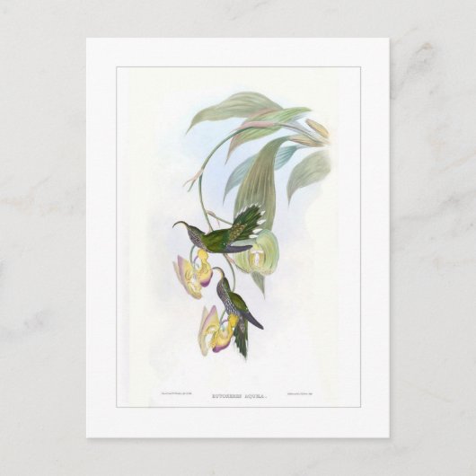 Hummingvogel Briefkaart (Voorkant)