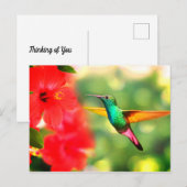 Hummingvogel Briefkaart (Voorkant / Achterkant)