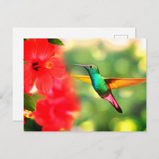 Hummingvogel Briefkaart (Voorkant / Achterkant)