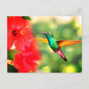 Hummingvogel Briefkaart