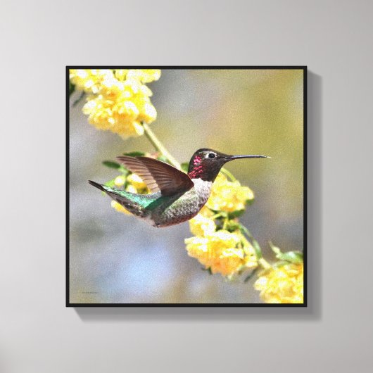 Hummingvogel Canvas Afdruk (Voorkant)