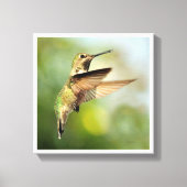 Hummingvogel Canvas Afdruk (Voorkant)