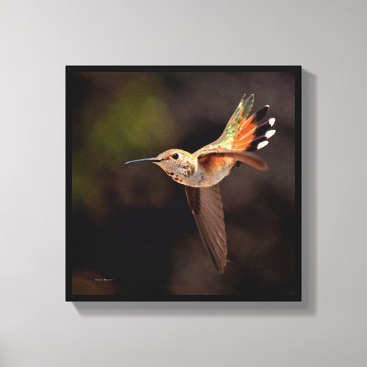 Hummingvogel Canvas Afdruk (Voorkant)