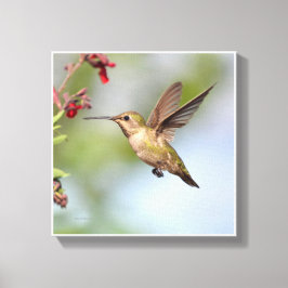 Hummingvogel Canvas Afdruk