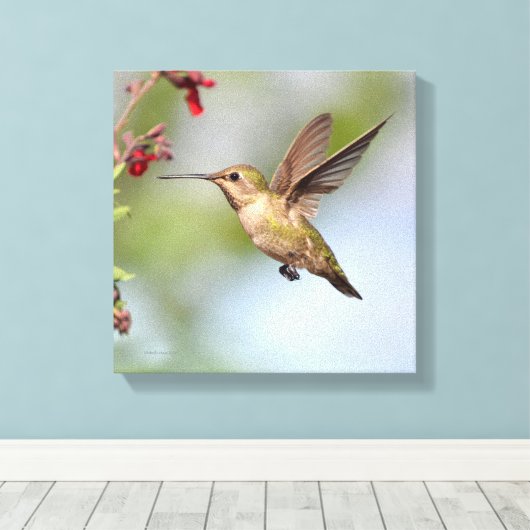 Hummingvogel Canvas Afdruk (Insitu (Houten vloer))