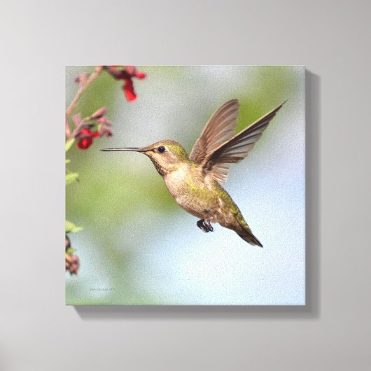 Hummingvogel Canvas Afdruk (Voorkant)