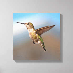Hummingvogel Canvas Afdruk