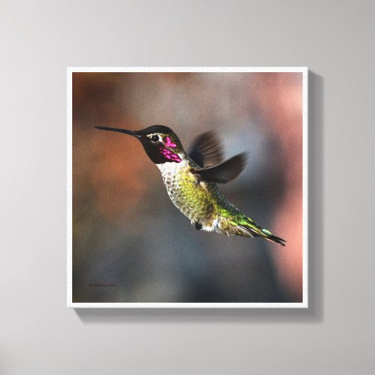 Hummingvogel Canvas Afdruk (Voorkant)