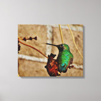 Hummingvogel Canvas Afdruk