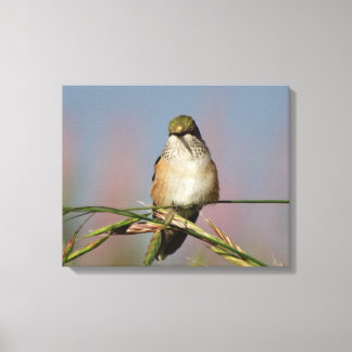Hummingvogel Canvas Afdruk