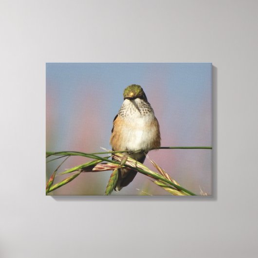 Hummingvogel Canvas Afdruk (Voorkant)