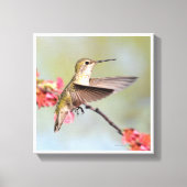Hummingvogel Canvas Afdruk (Voorkant)