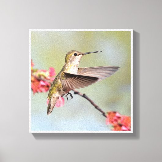 Hummingvogel Canvas Afdruk (Voorkant)