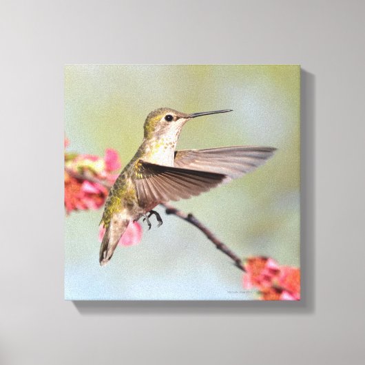 Hummingvogel Canvas Afdruk (Voorkant)