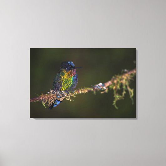 Hummingvogel Canvas Afdruk (Voorkant)