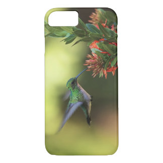 Hummingvogel Case-Mate iPhone Case