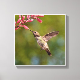 Hummingvogel en bloem canvas afdruk