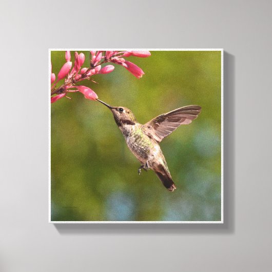 Hummingvogel en bloem canvas afdruk (Voorkant)