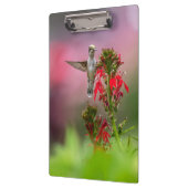 Hummingvogel en kardinaalventilator klembord (Links)