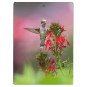 Hummingvogel en kardinaalventilator klembord (Achterkant)
