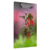 Hummingvogel en kardinaalventilator klembord (Rechts)