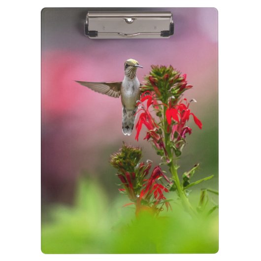 Hummingvogel en kardinaalventilator klembord (Voorkant)