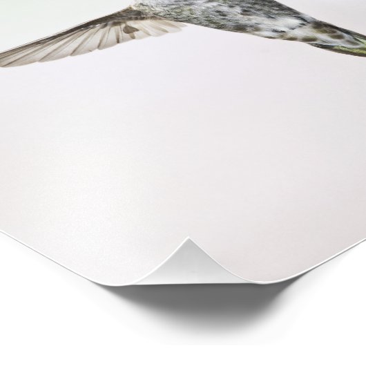 Hummingvogel Foto Afdruk (Hoek)