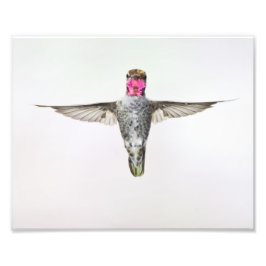 Hummingvogel Foto Afdruk