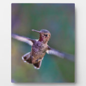 Hummingvogel Fotoplaat (Voorkant)